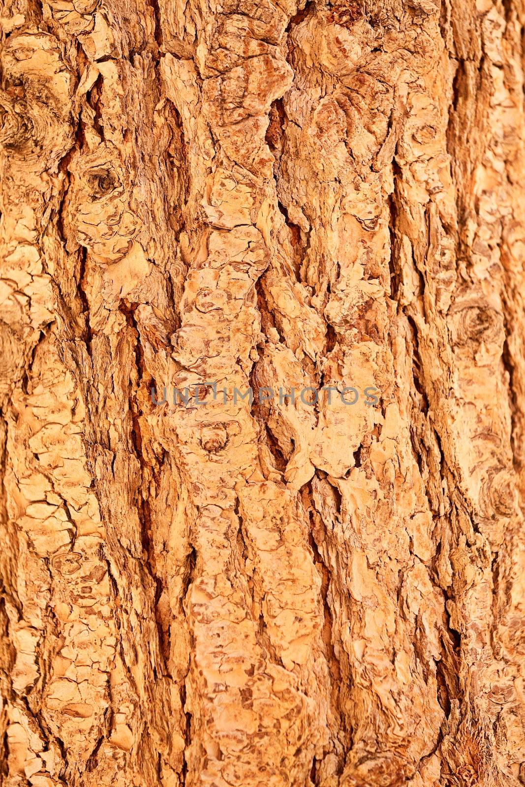 Closeup abstract background with detail of the rough textured cracked surface of natural tree bark