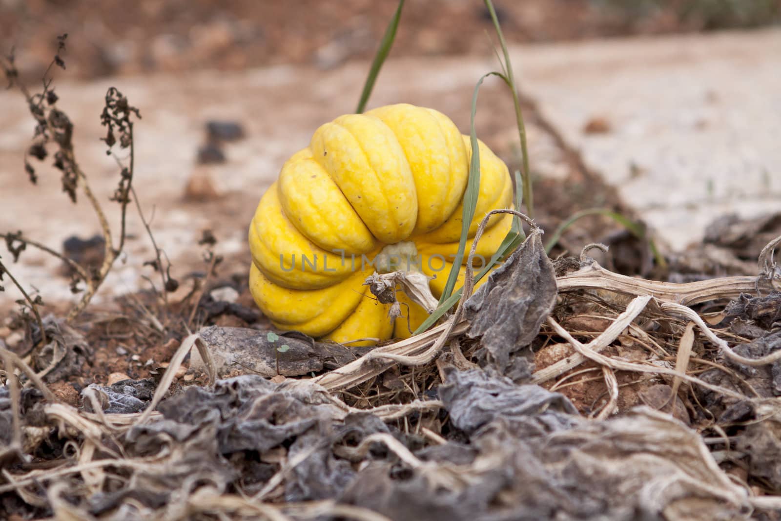 fresh orange yellow pumpkin in garden outdoor in summer autumn