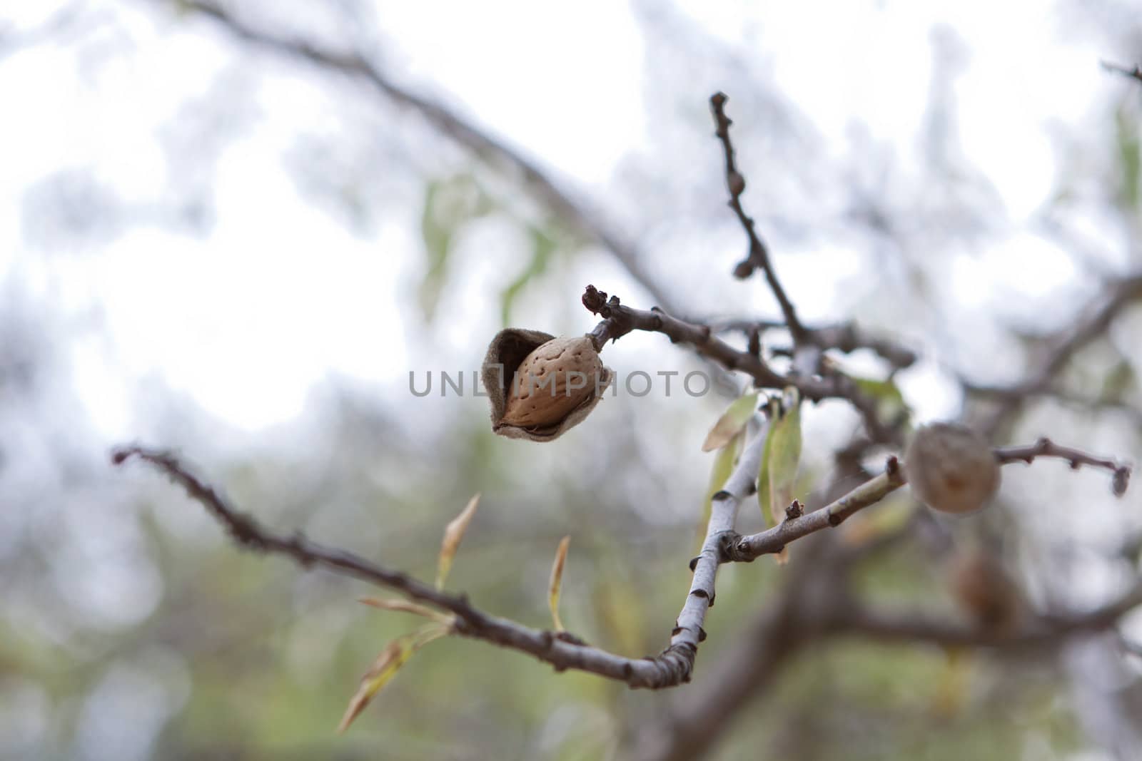 almond nut fruit tree outdoor in sumemr autumn meditteranean