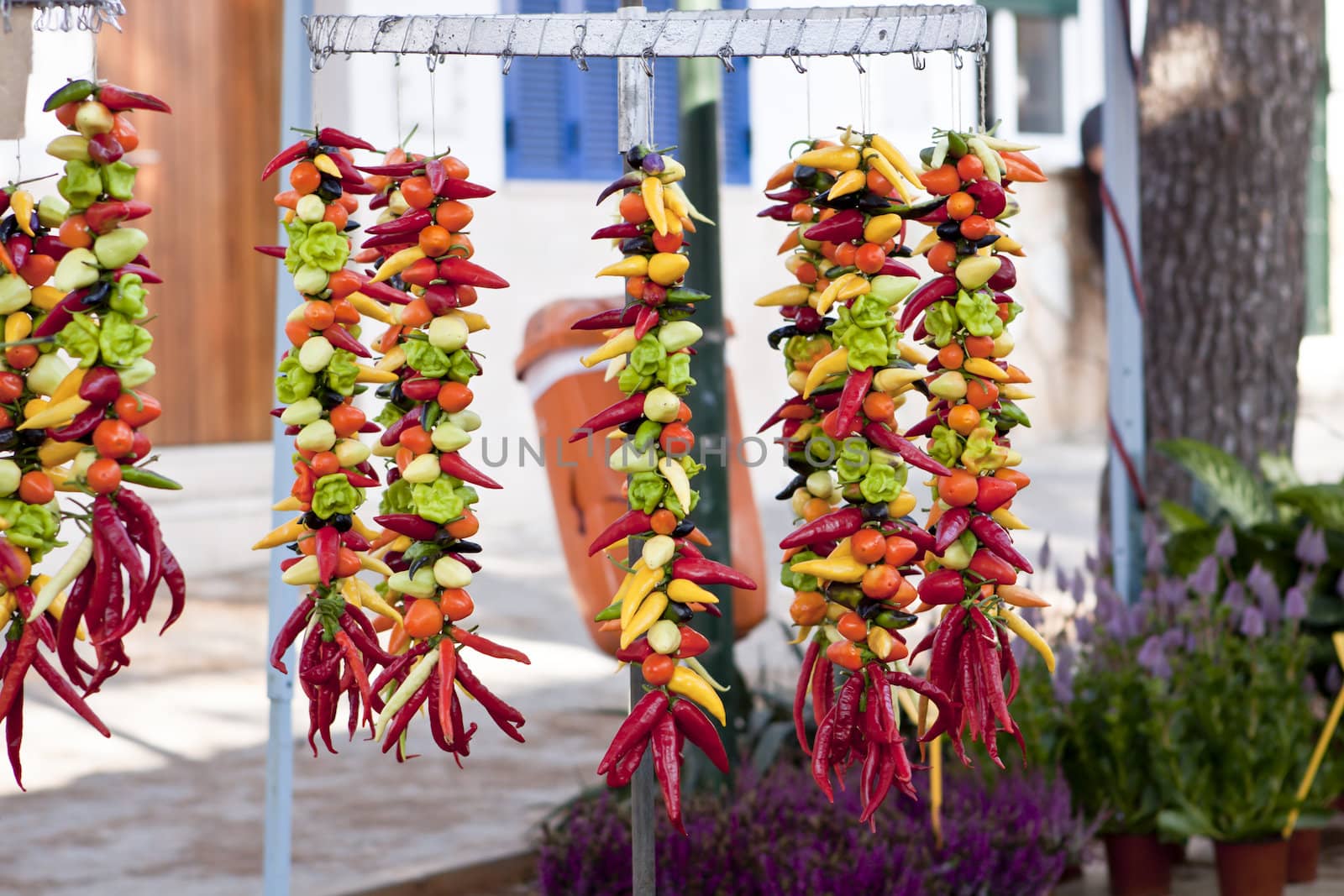 collection of different colorful spicy healthy pepper on market