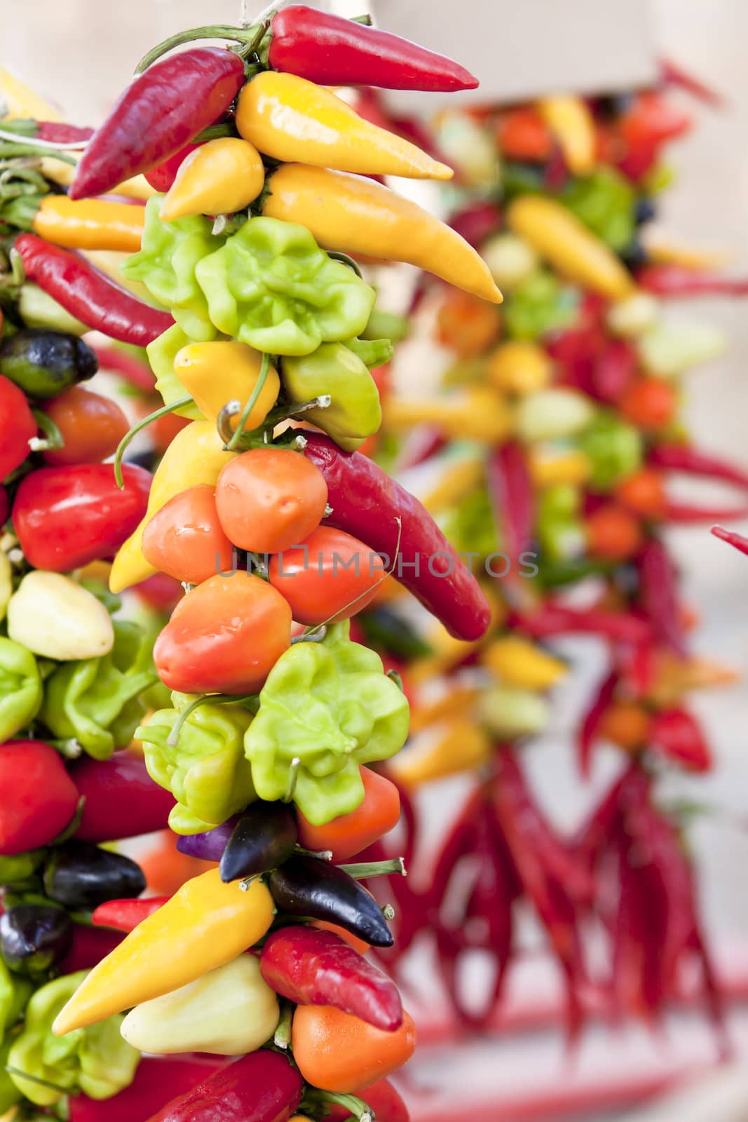 collection of different colorful spicy healthy pepper on market