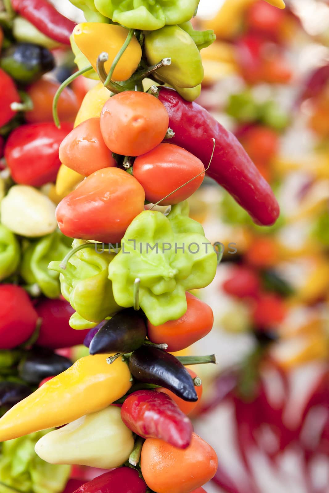 collection of different colorful spicy healthy pepper on market