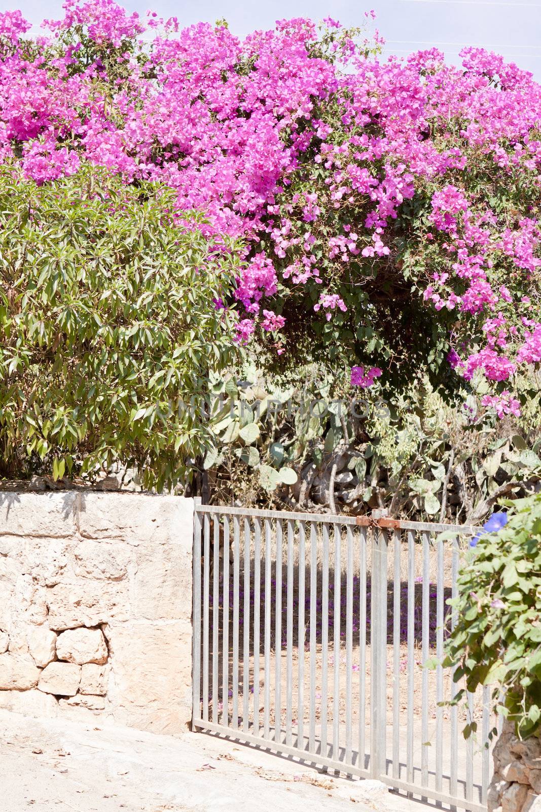mediterranean brick entrance garden with pink flowers in summer