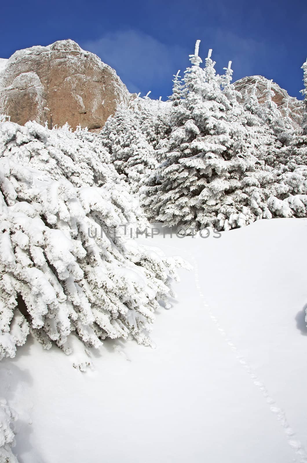 Winter scene on the mountain: fir trees covered with snow