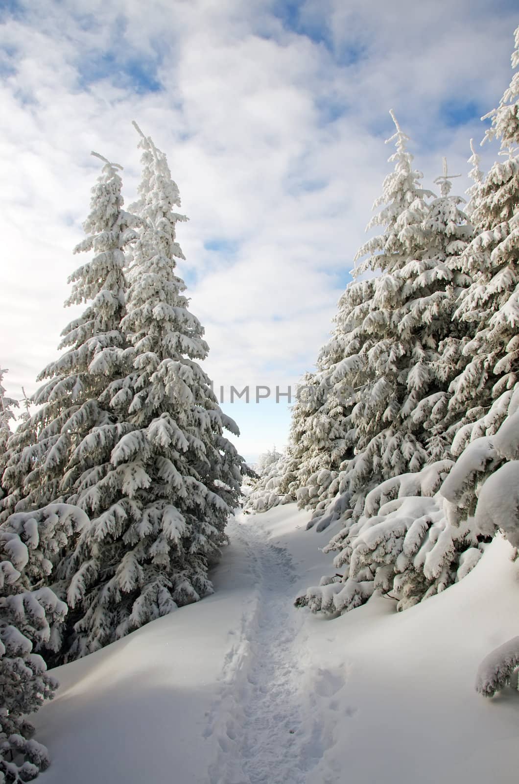 Winter pathway  through forest