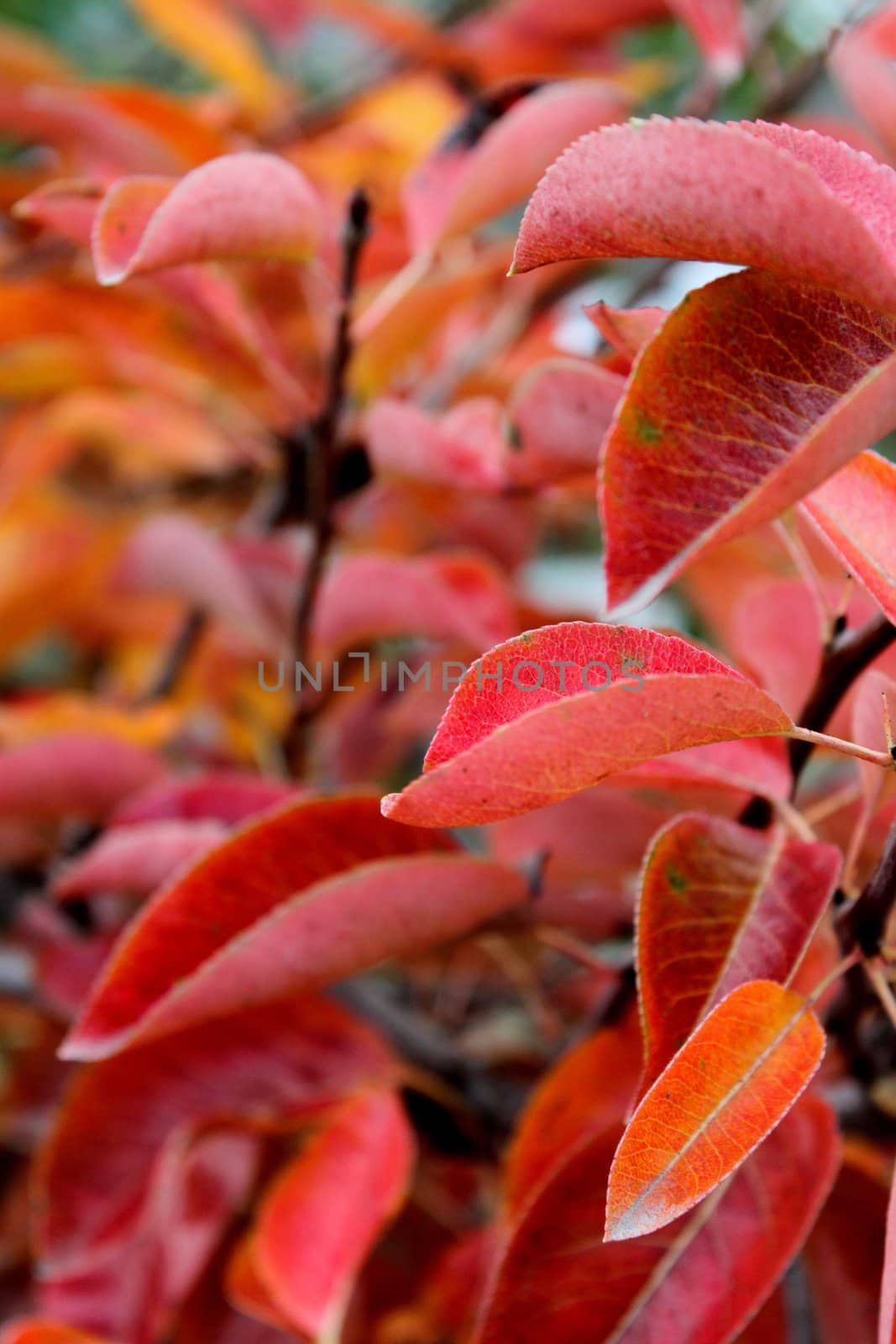 Close up of red autumn leaves for background.