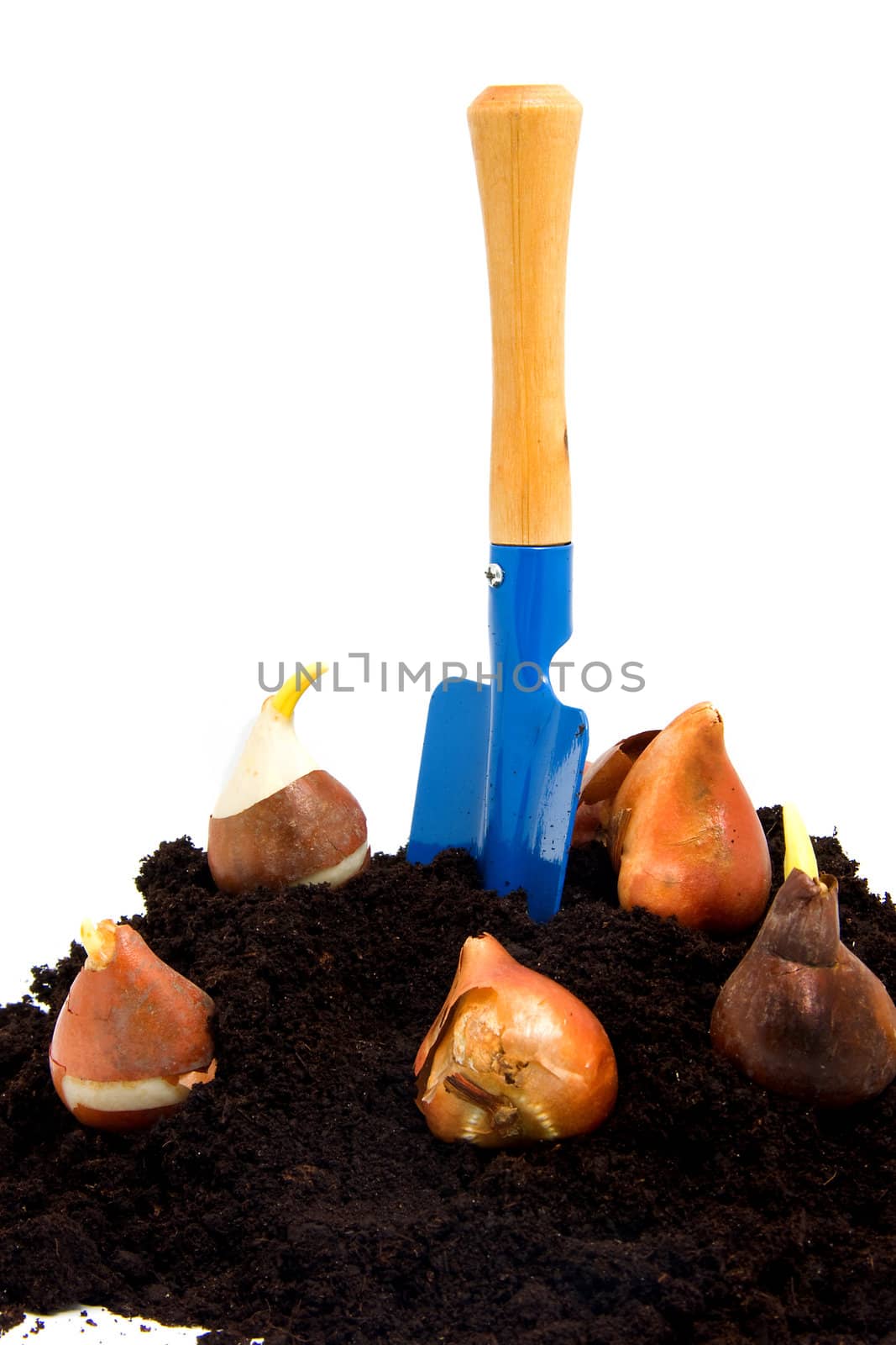 pile of black garden soil with flower bulbs and shovel over white background
