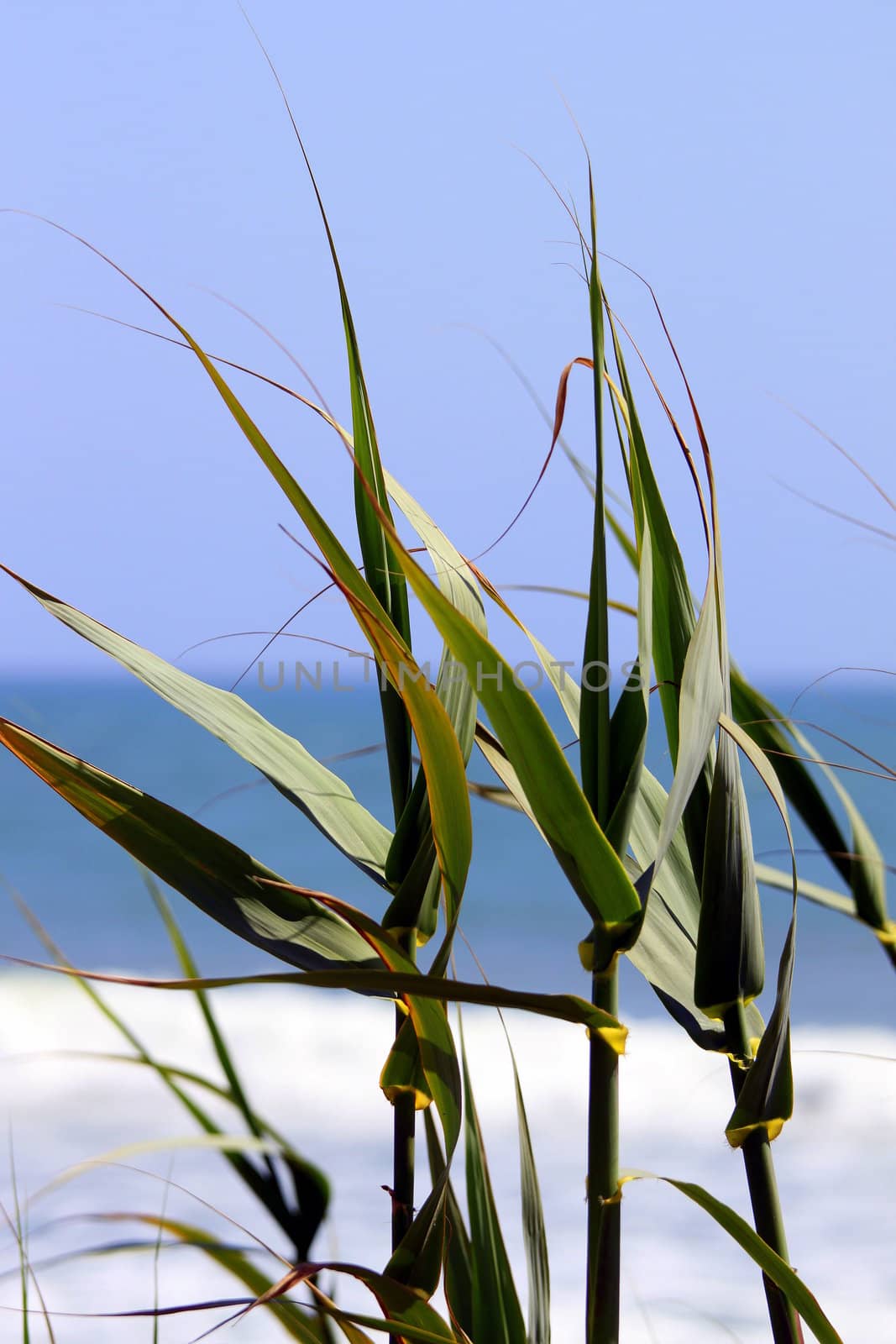 Green reeds with the beach and ocean in the background.