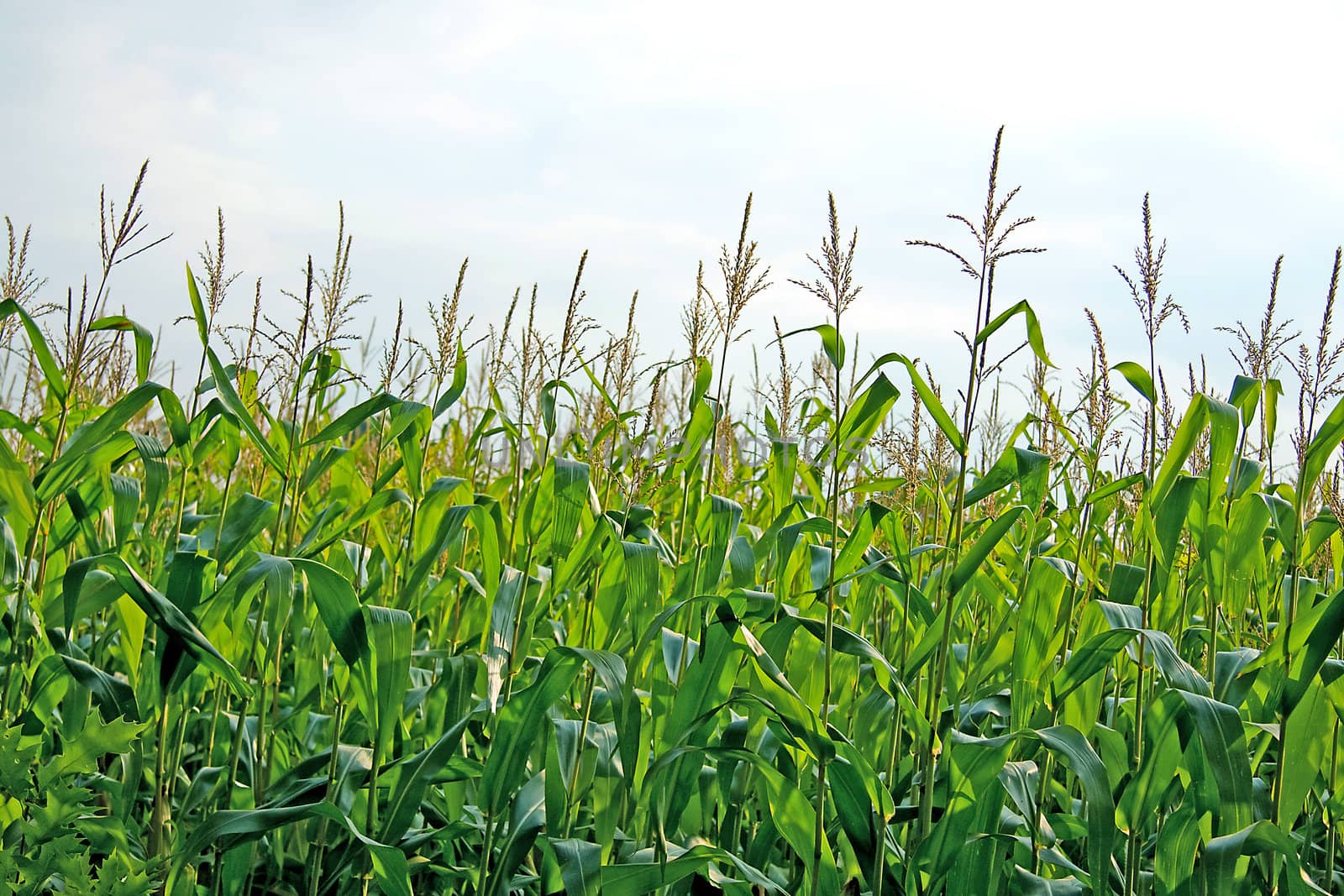 view of a corn field in closeup