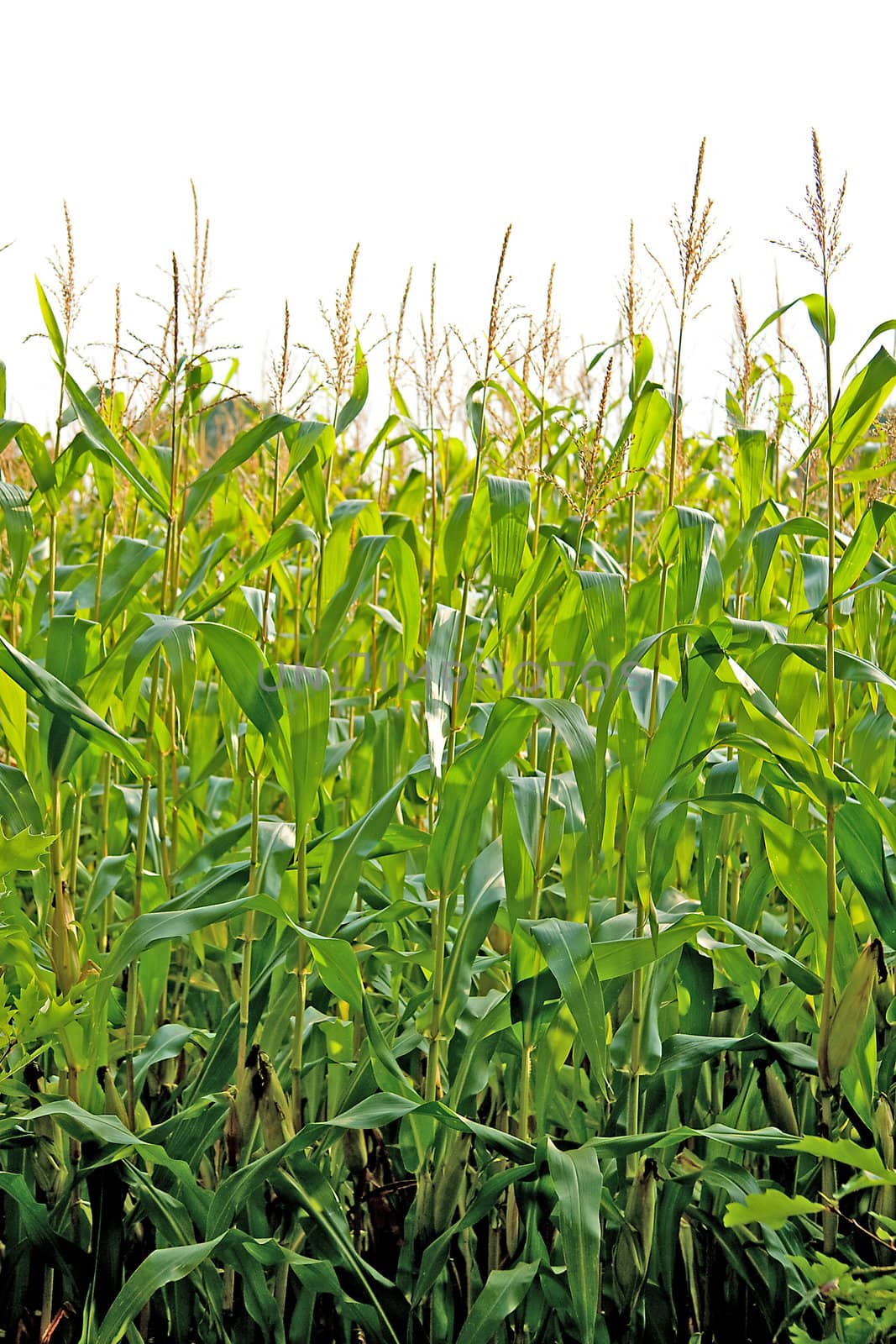 view of a corn field in closeup