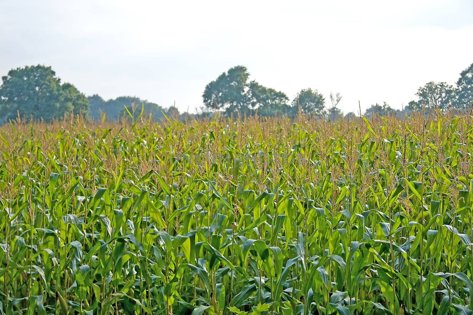 view of a corn field in closeup