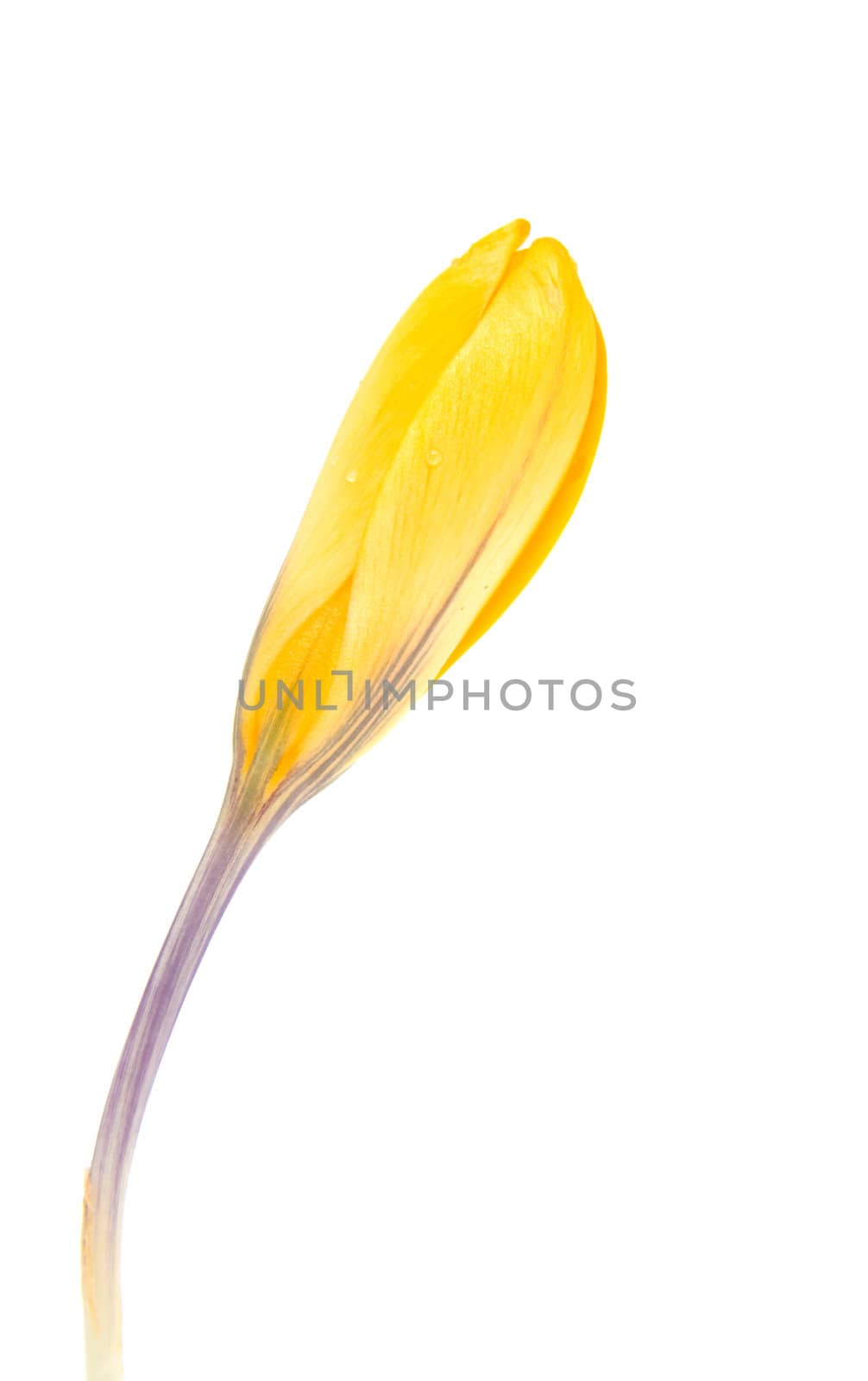Yellow Dutch spring crocus flower over white background