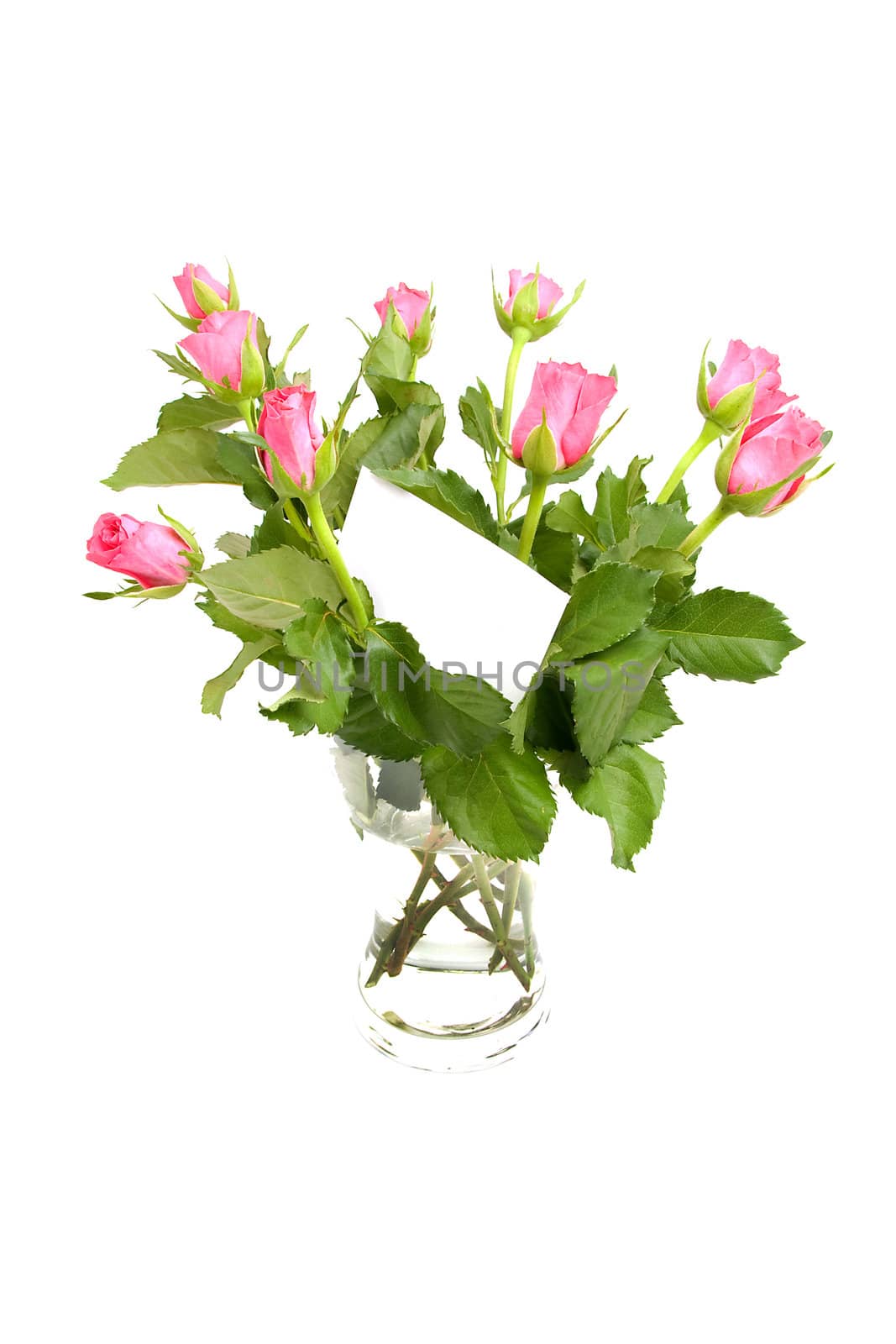 Pink roses and empty memo card with space for your own text, over white background