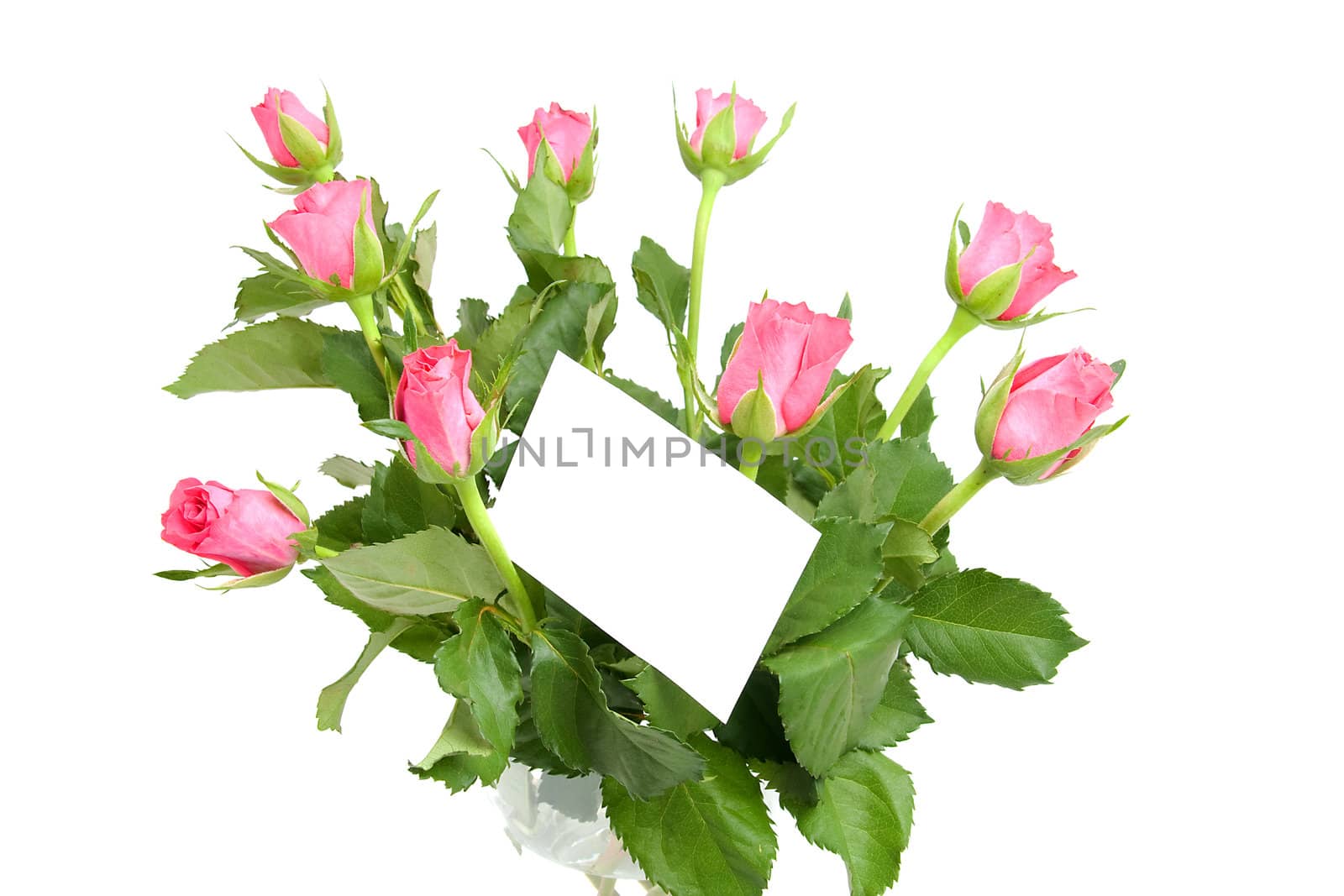 Pink roses and empty memo card with space for your own text, over white background