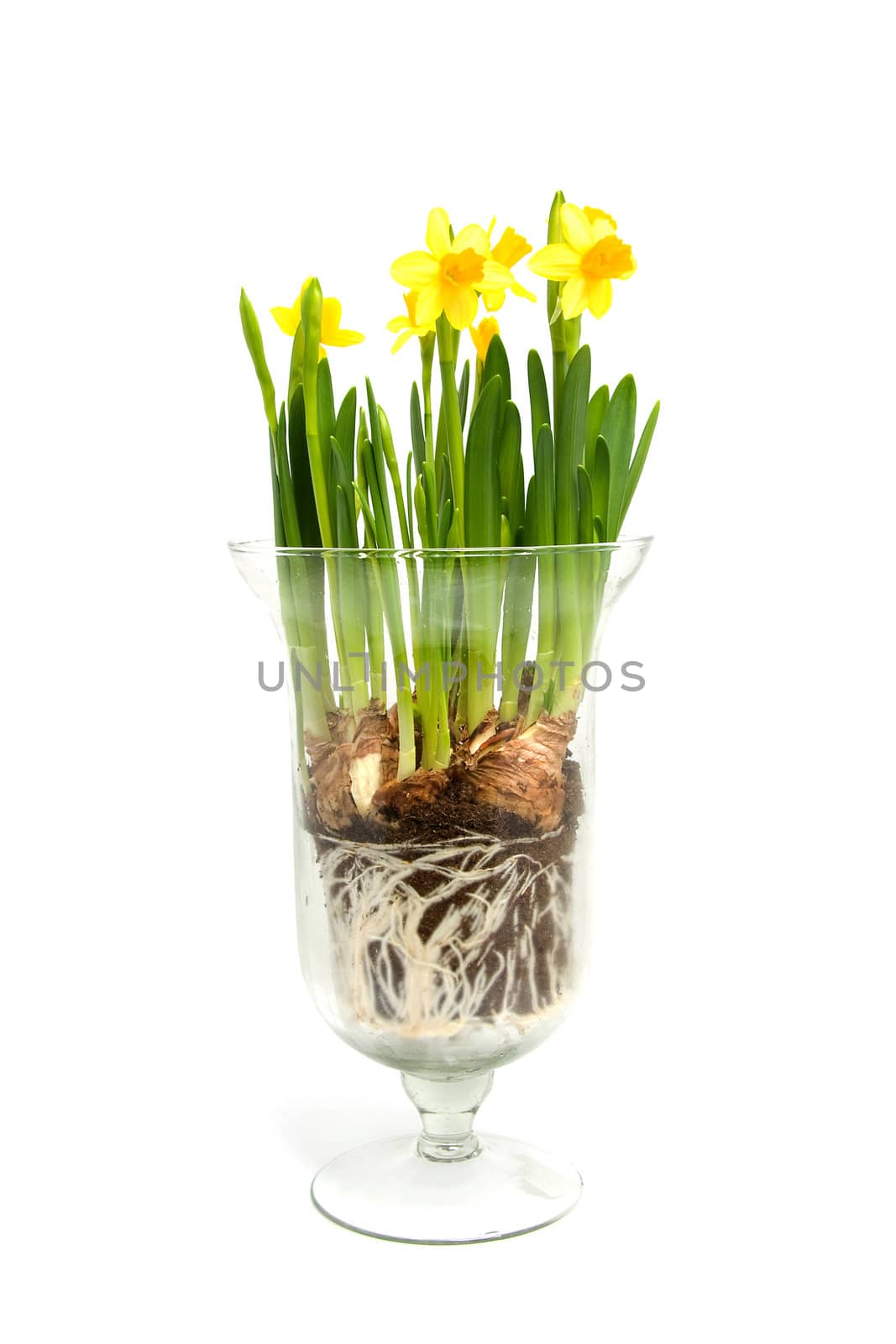Yellow Daffodil flower in glass vase over white background