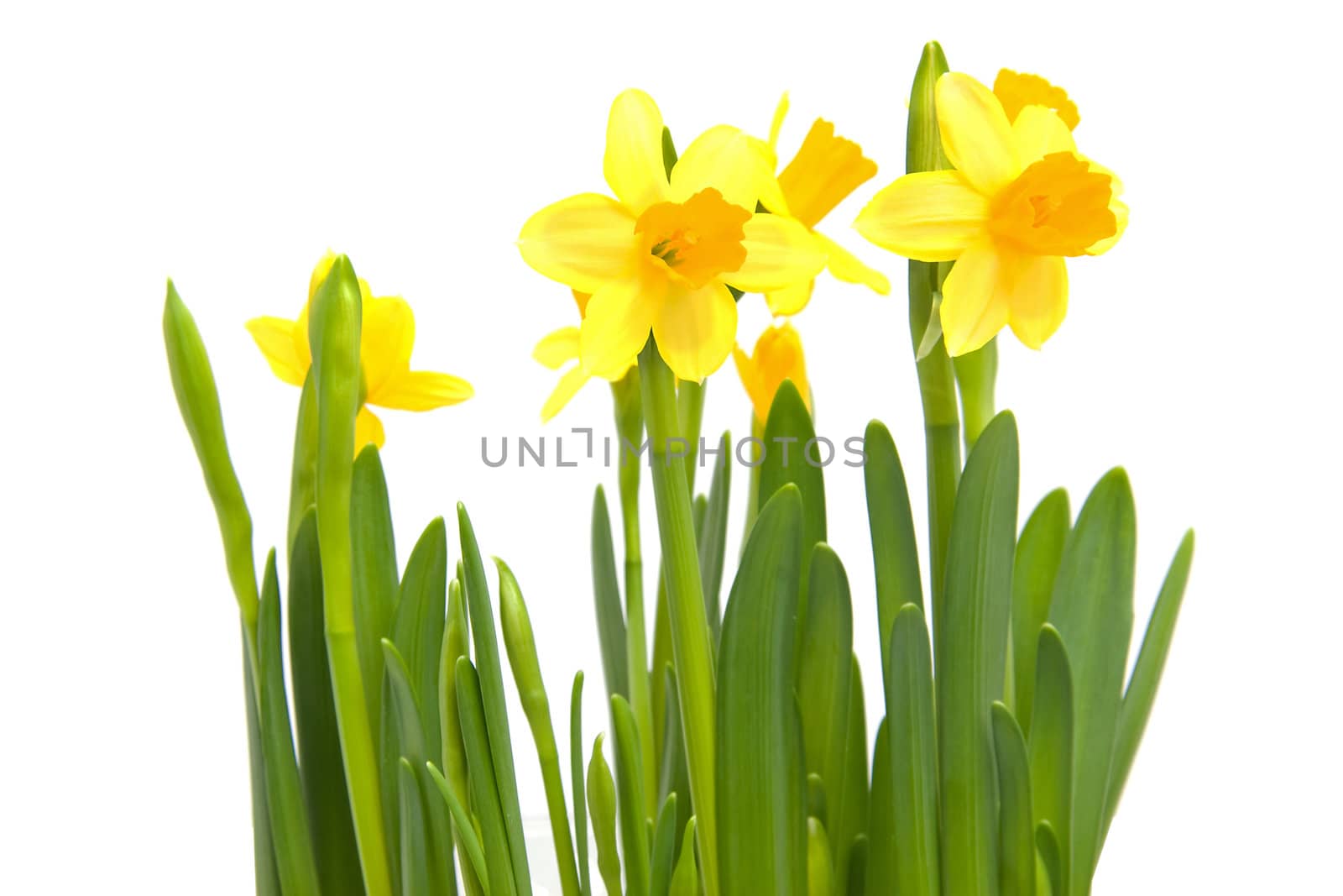 Yellow Daffodil flower in closeup over white background