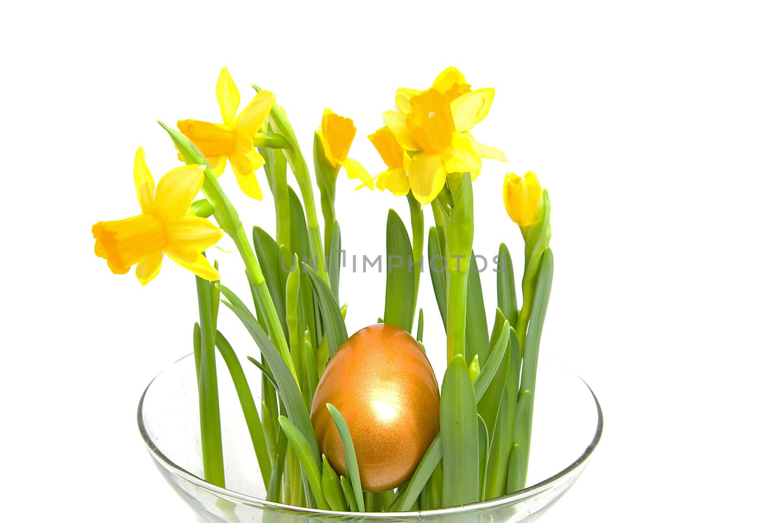 Yellow Daffodil flower in glass vase with golden easter egg over white background