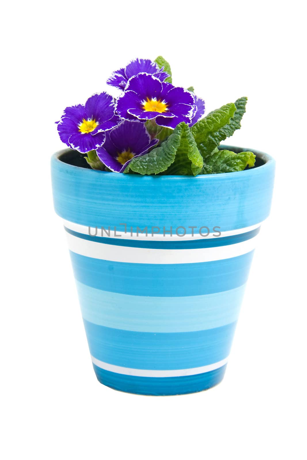 Purple Primula flower in blue pot isolated on white background