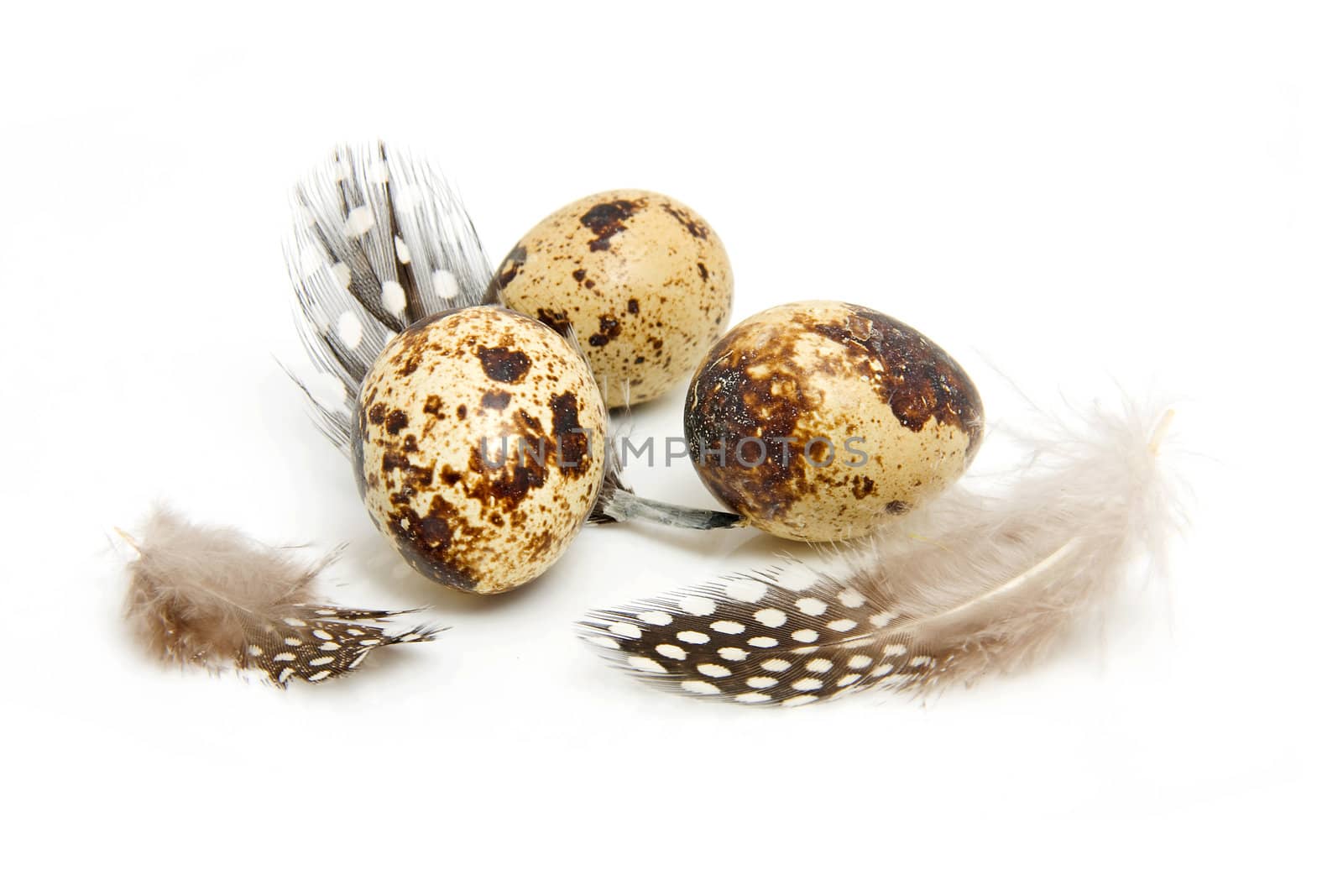 Some eggs from peewit bird ( Vanellus Vanellus) with feathers over white background