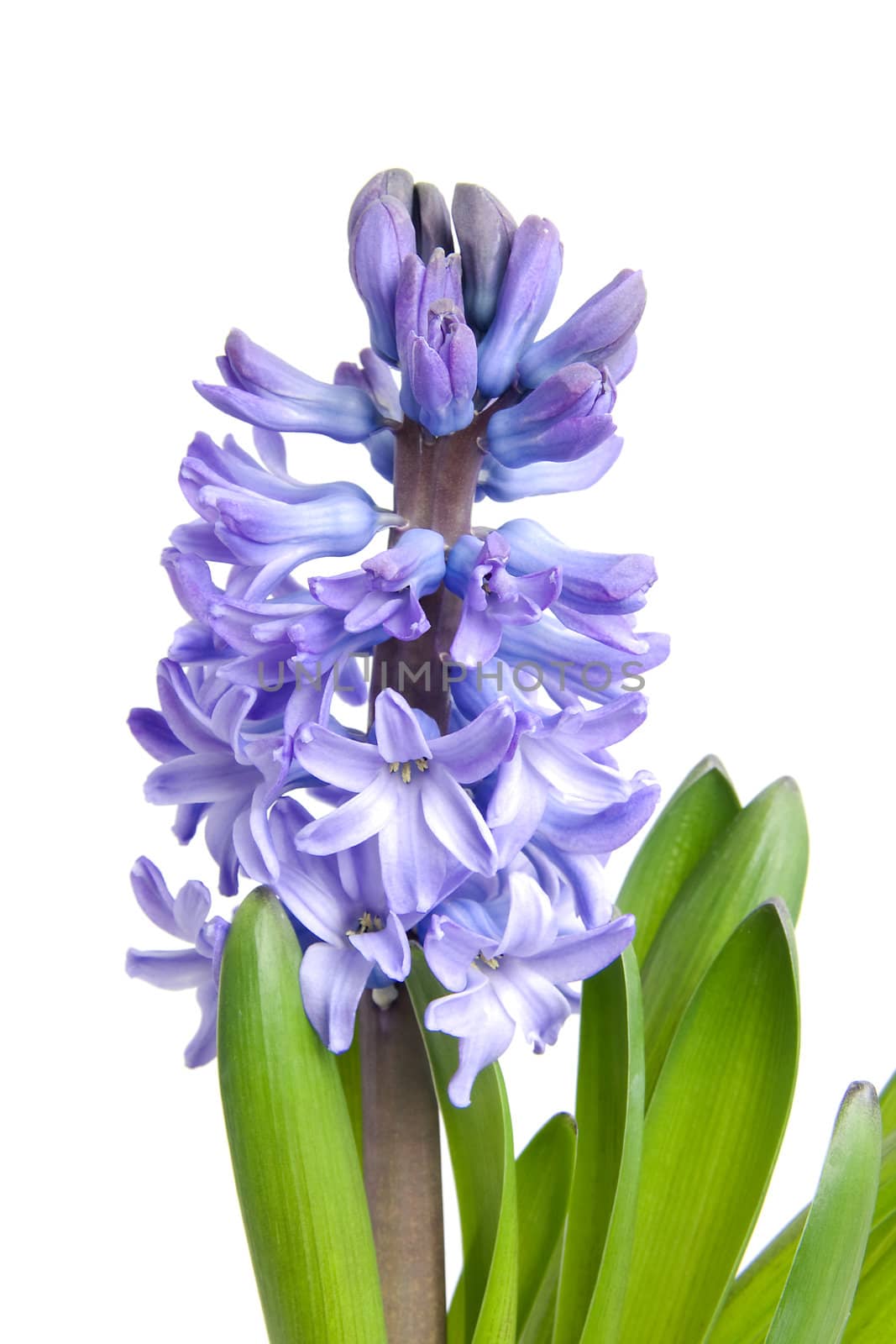 Purple Hyacinth flower in closeup over white background