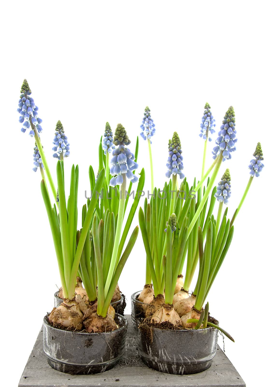 Muscari botryoides flowers also known as blue grape hyacinth  isolated on white background