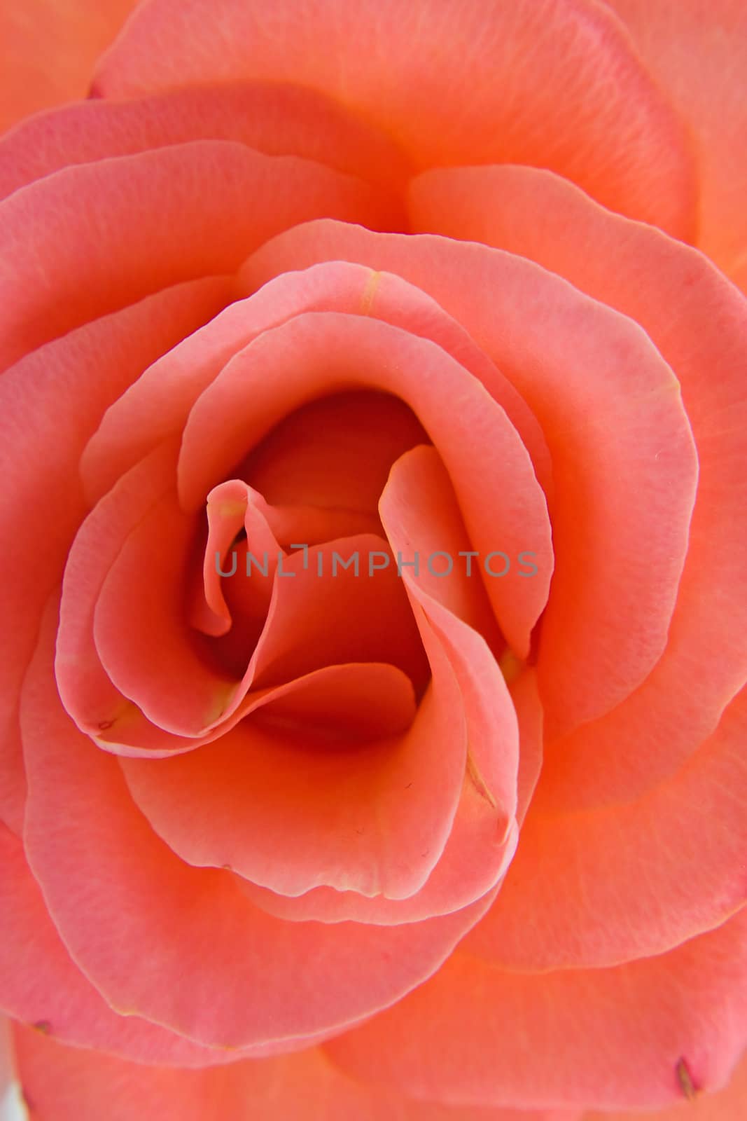 Beautiful rose in closeup