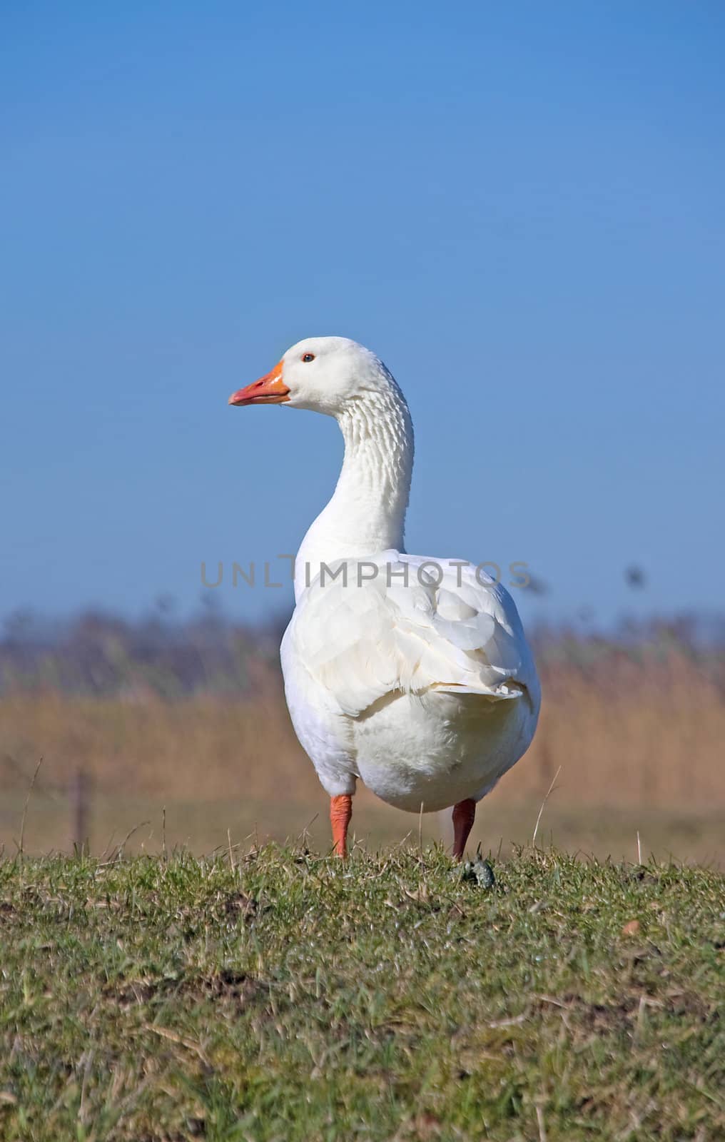 White goose against blue sky on sunny day