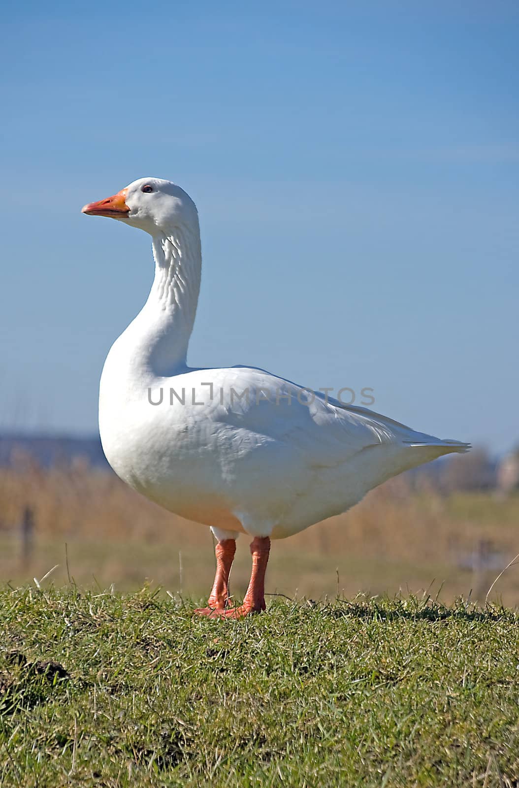White goose against blue sky on sunny day