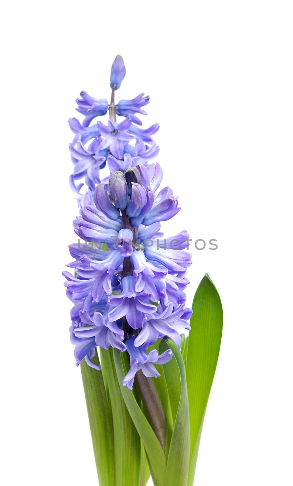 Purple Hyacinth flower over white background
