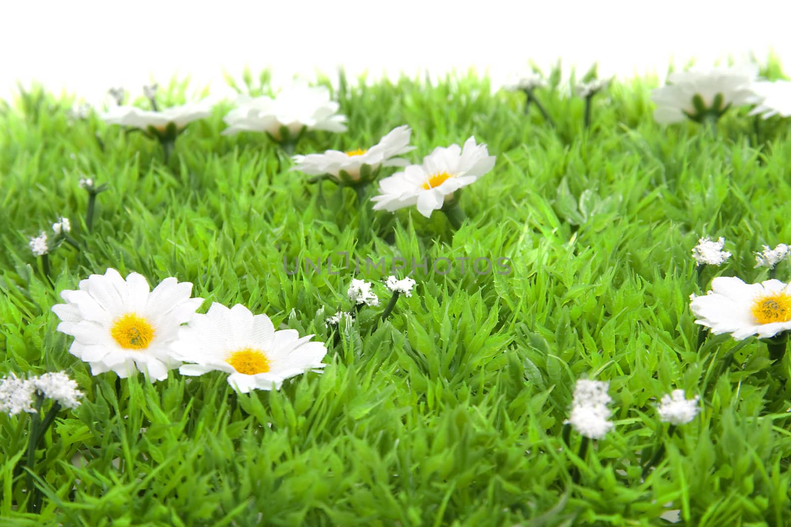 White little daisy flowers on grass over white background
