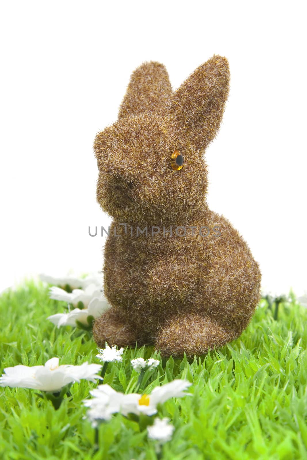 brown bunny on grass with little white daisy over white background