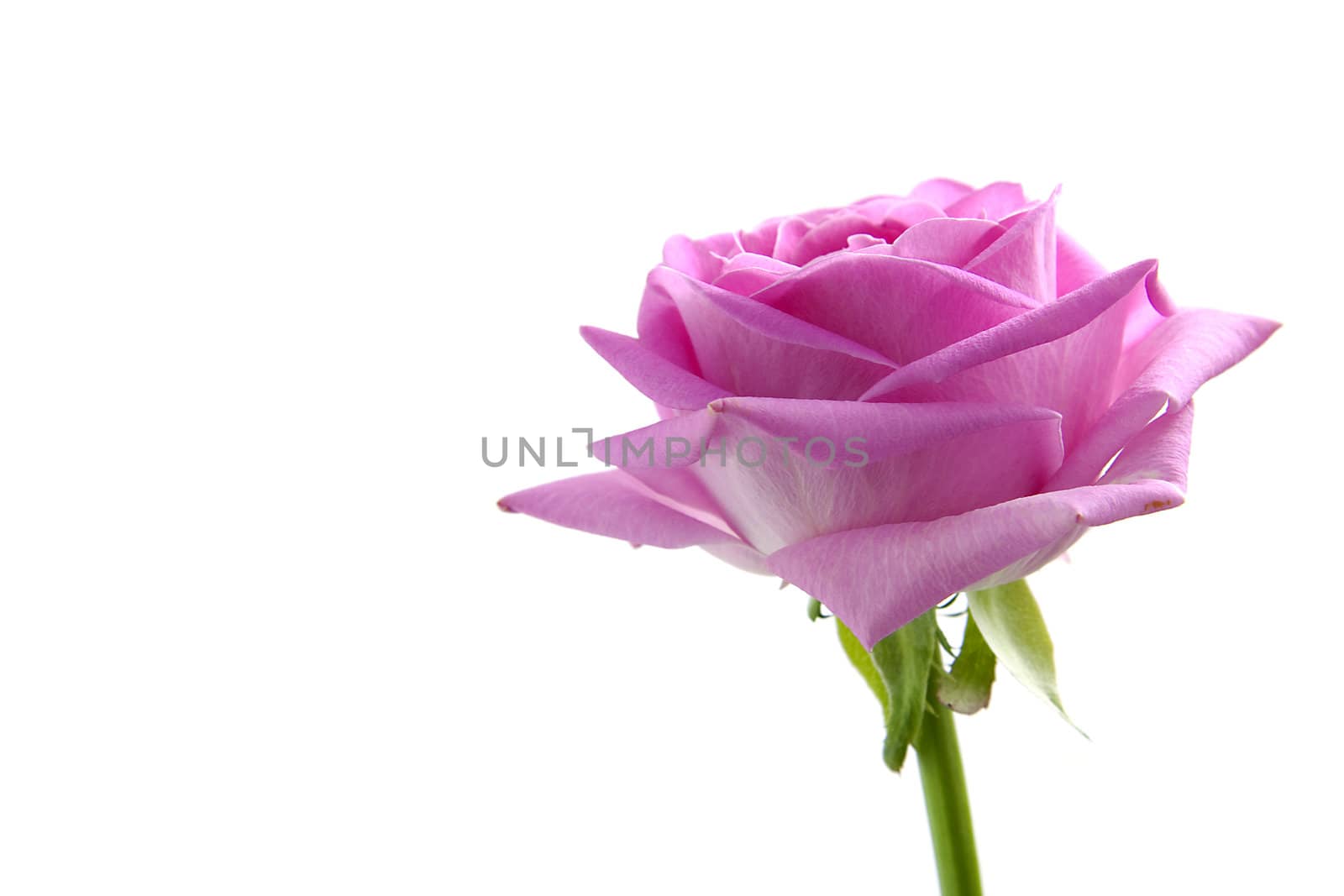 Closeup of a beautiful pink rose over white background