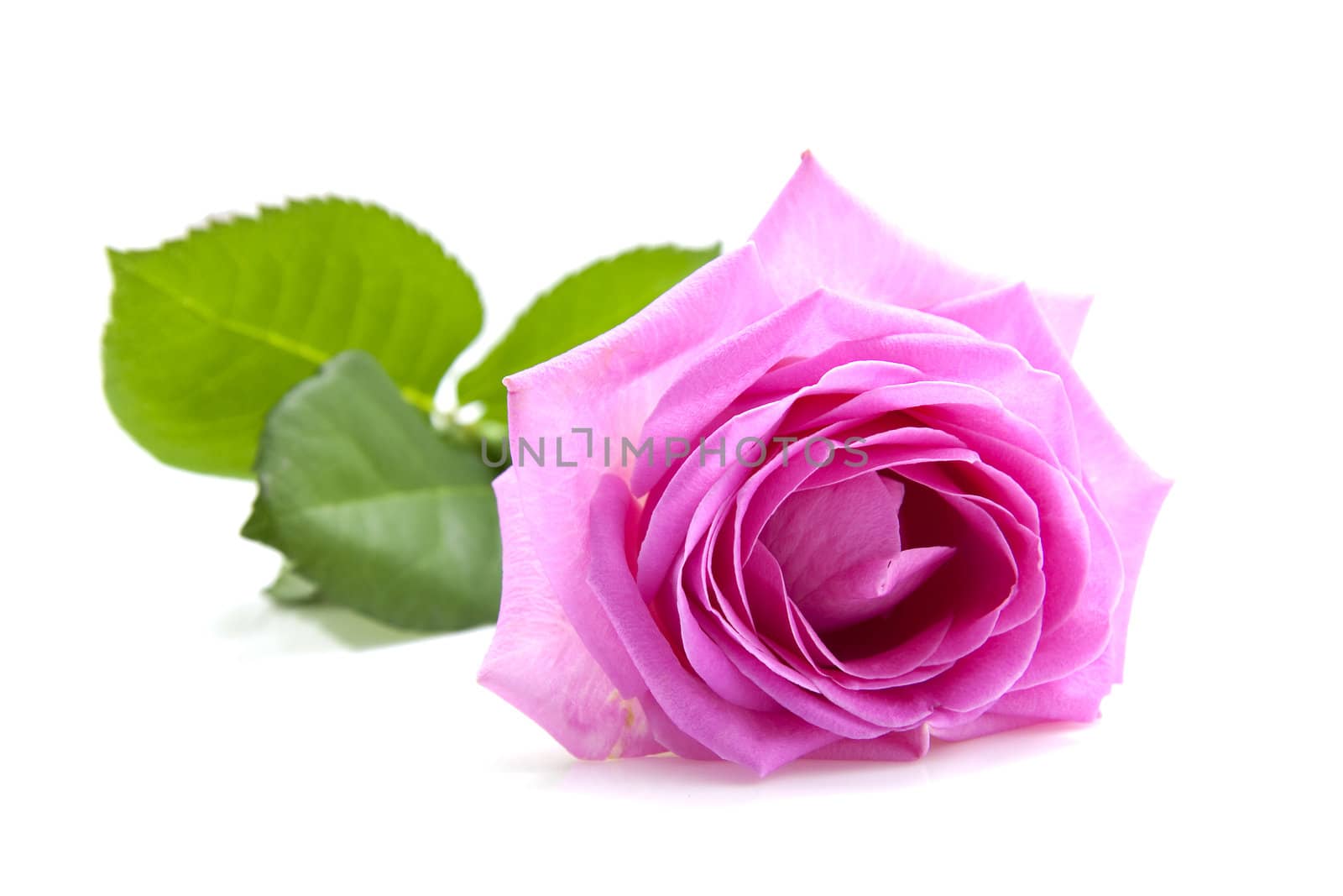 Closeup of a beautiful pink rose over white background