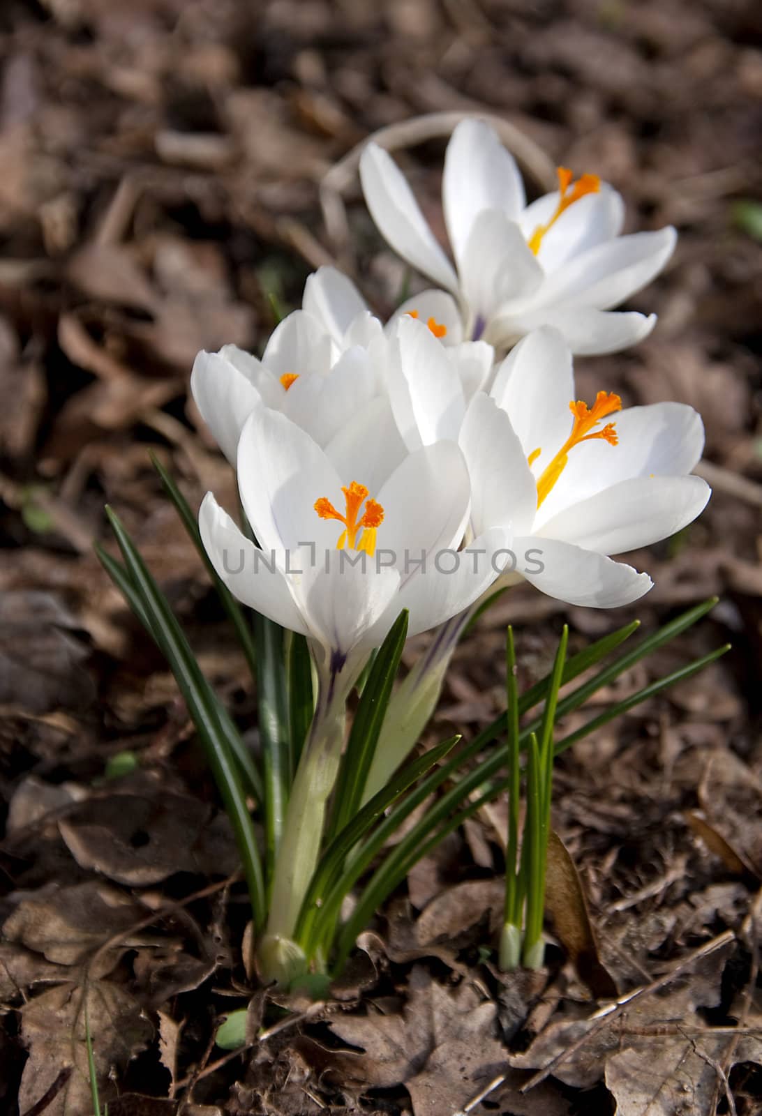 closeup of White spring crocus flower in forrest