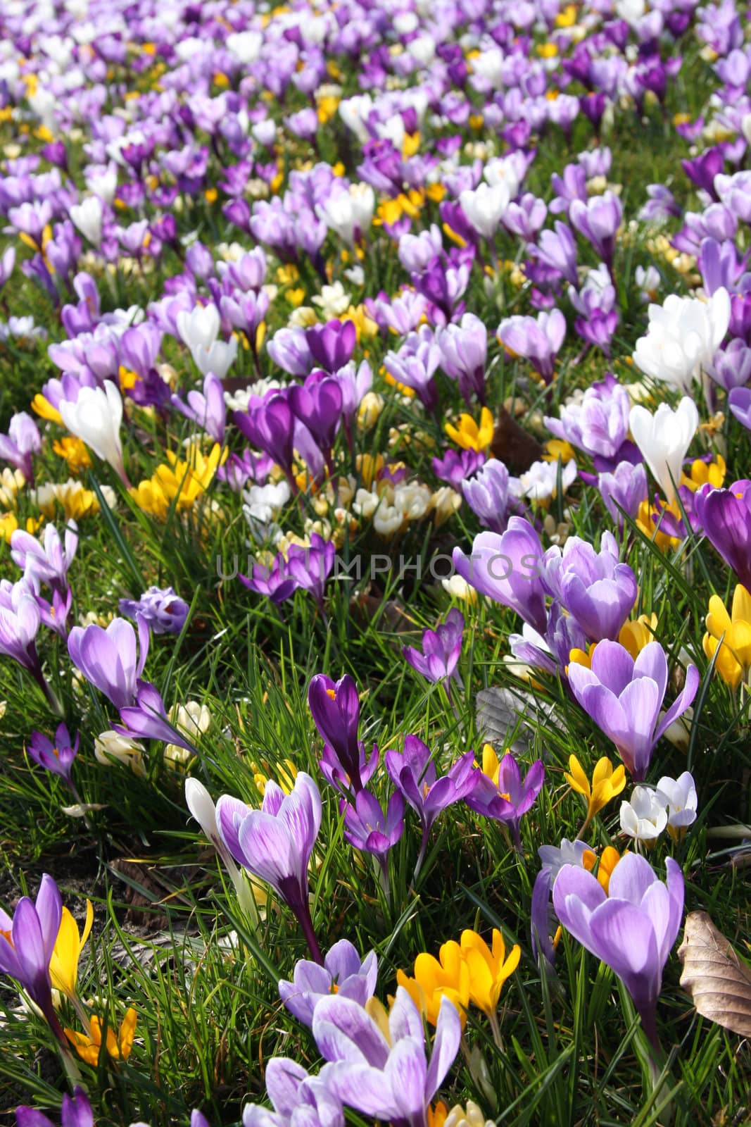 A lot of Dutch spring crocus flowers in sunshine