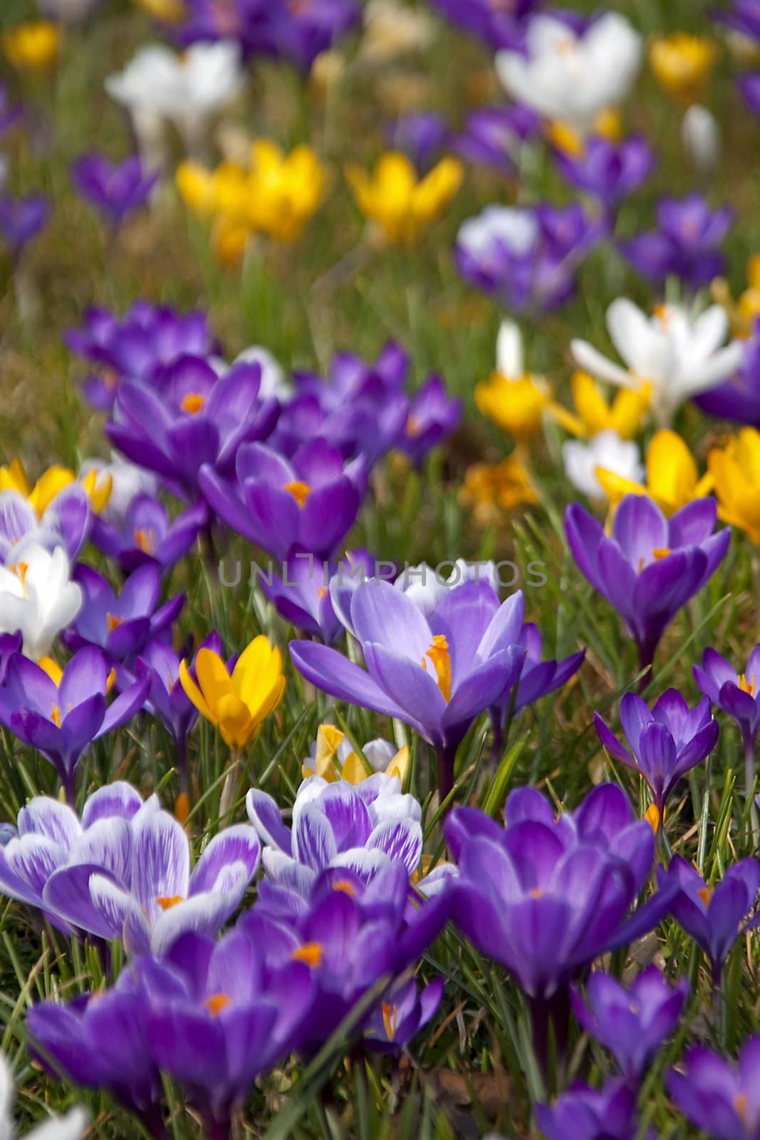 A lot of Dutch spring crocus flowers in sunshine