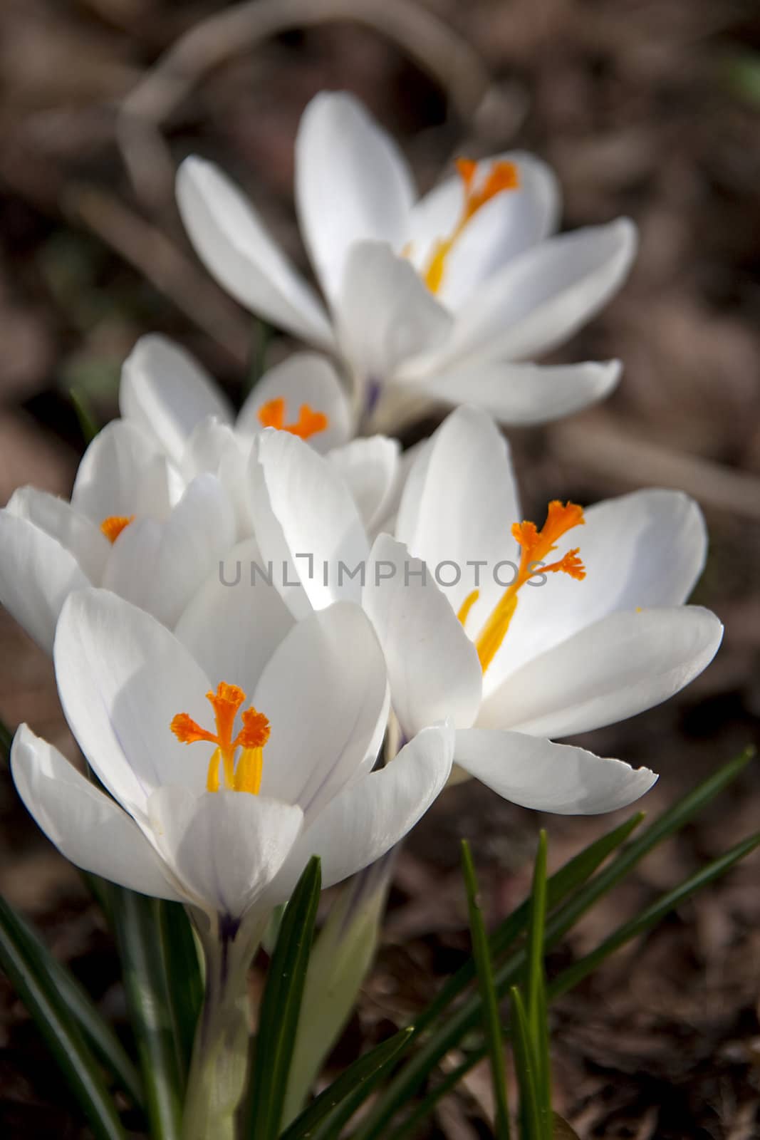 closeup of White spring crocus flower in forrest