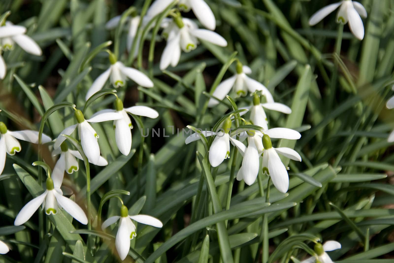 white first spring snowdrop flowers in closeup