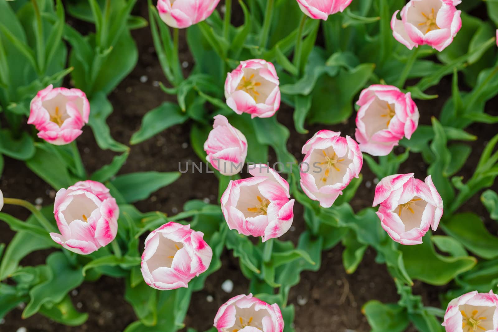 Closeup of beautiful pink tulips field in spring time