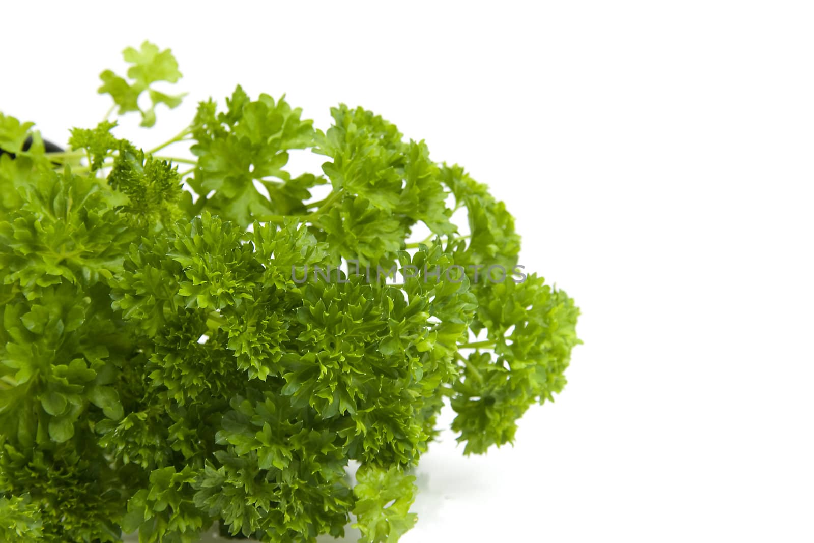 plant of parsley in closeup over white background