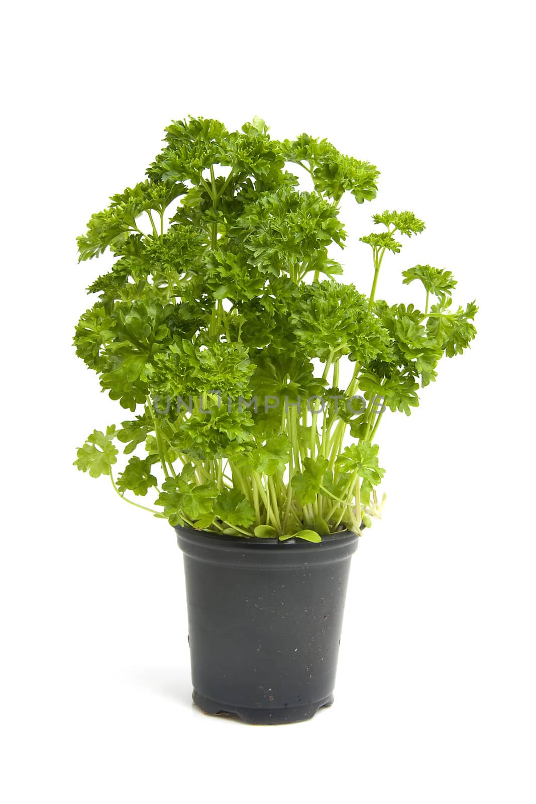 plant of parsley in closeup over white background