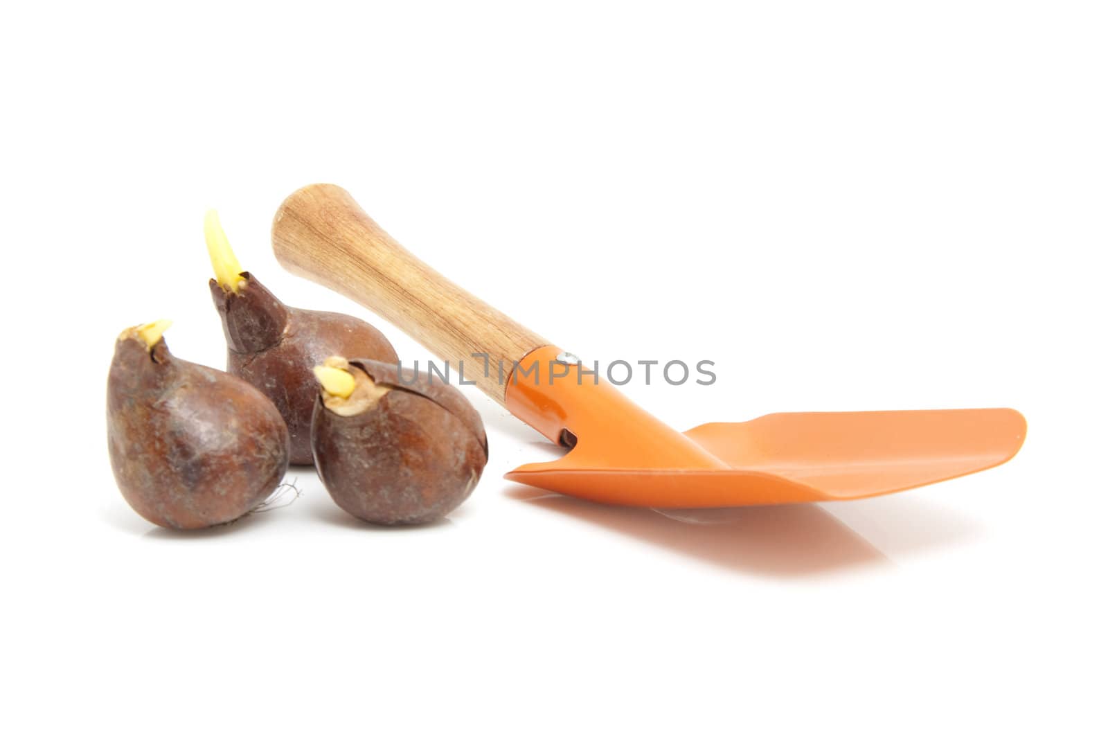 Dutch tulip bulbs and orange shovel isolated on white background