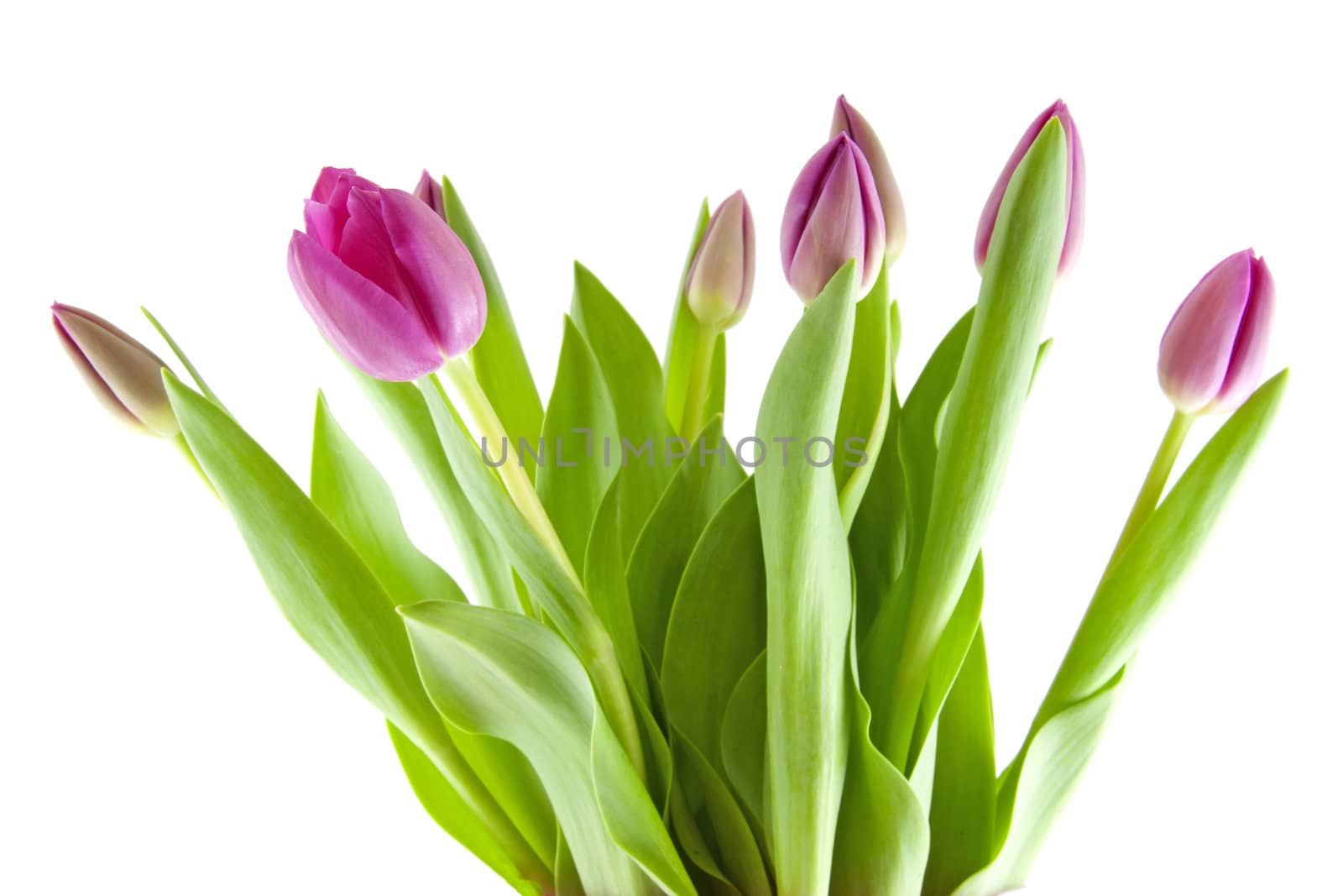 Bouquet of pink tulips in closeup isolated on white background