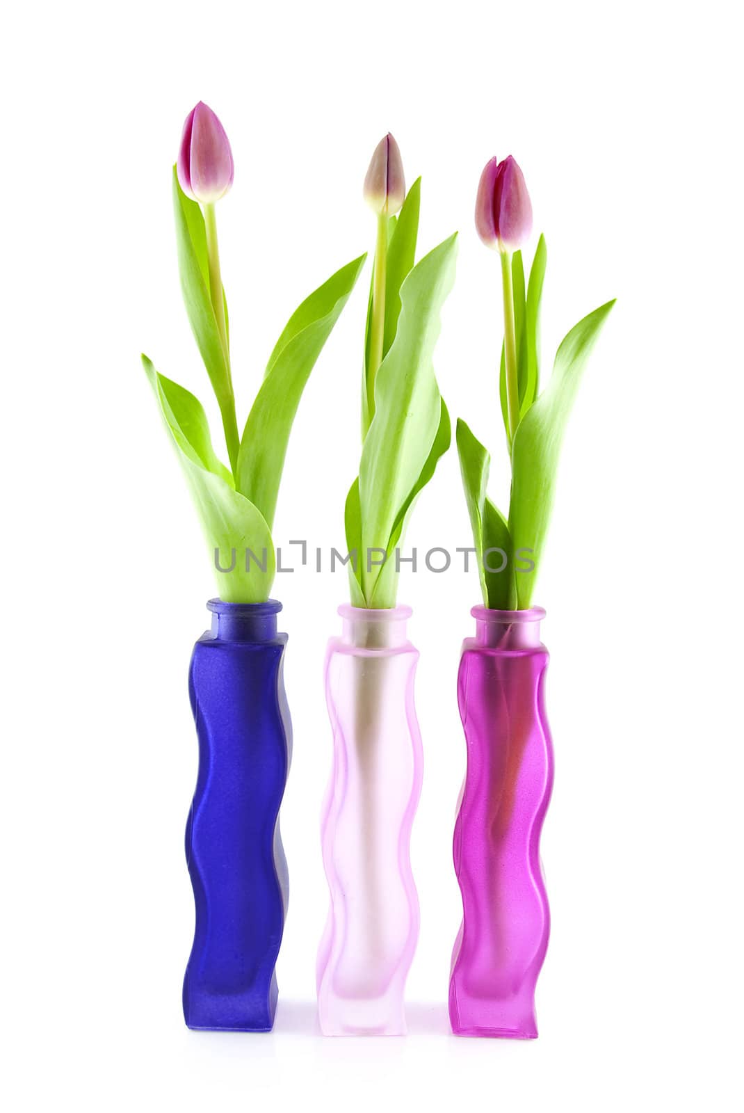 Three Dutch tulips in vase over white background