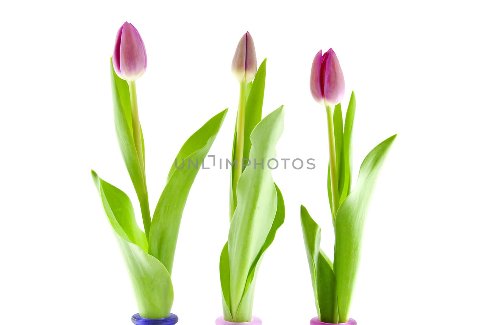 Three Dutch tulips side by side over white background