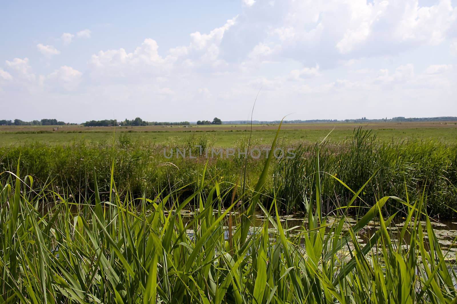 Typical Dutch nature with big meadows on sunny day