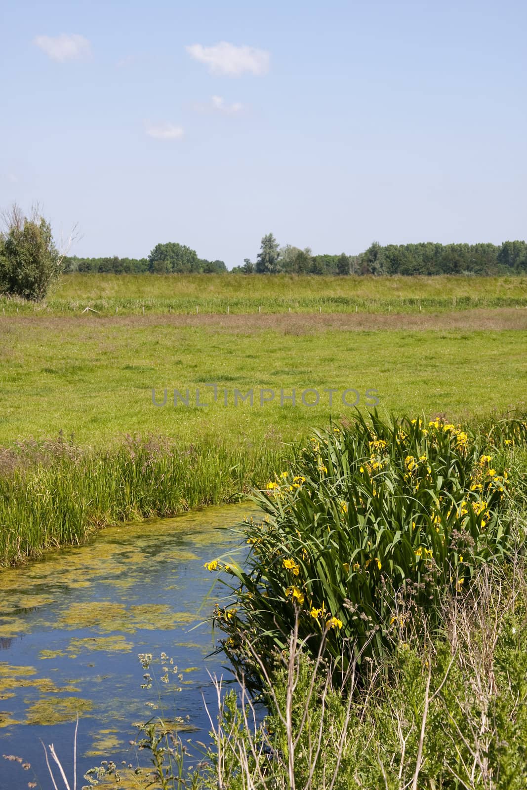 Dutch nature, grass and water,  on sunny day