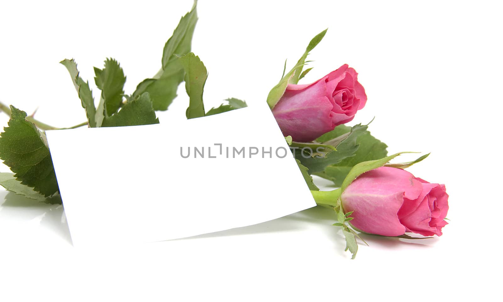 Pink roses and empty memo card with space for your own text, over white background