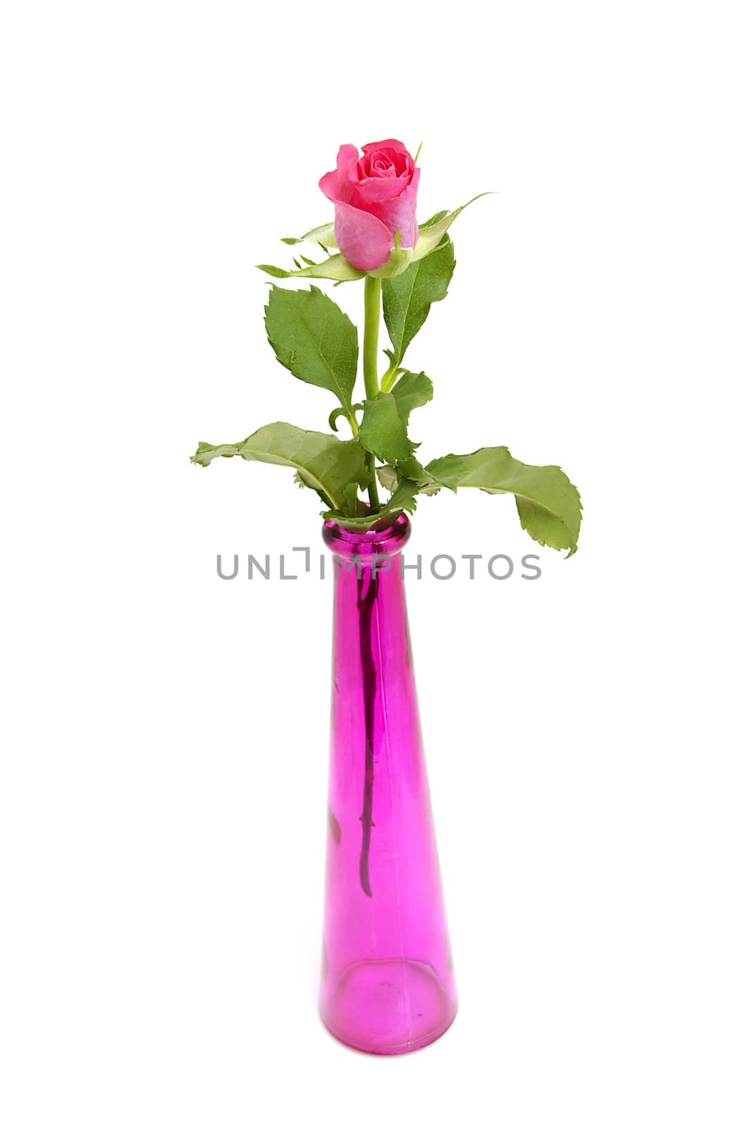 Pink rose and vase isolated on white background