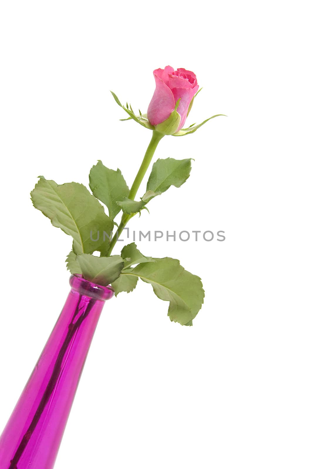 Pink rose and vase isolated on white background